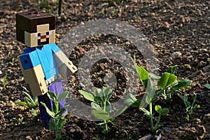 LEGO Minecraft large figure of Alex is happy above as he found spring pea (pisum sativum) sprouts