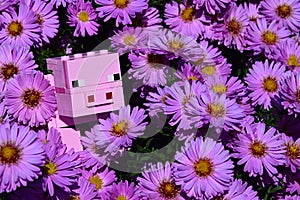 LEGO Minecraft large pig mob figure hidden in blossoming pink to violet flowers of Bush Aster