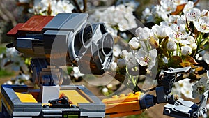 LEGO Wall-E robot model from Disney Pixar animated science fiction movie examining blossoming white spring flowers