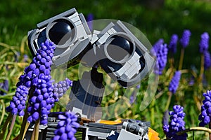 LEGO Wall-E robot model head from Disney Pixar science fiction movie hidden behind beatiful flowering blue Grape Hyacinth flowers.