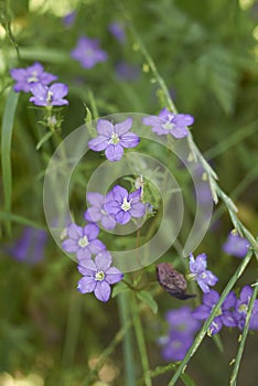 Legousia speculum veneris plant in bloom photo