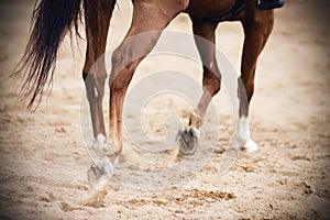 Legs of a Bay horse, which gallops on a sandy arena