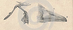 Legs and beak of the goose. Antique engraved illustration of the goose. Vintage illustration of the wild goose. Old