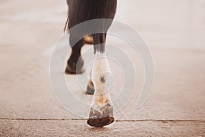 The legs of a black beautiful horse tread with shod hooves on the asphalt in the stable. Horseshoe