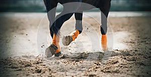 The legs of an black horse, bound in orange bandages, trotting across the sandy arena and kicking up dust