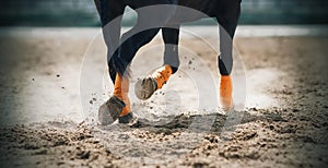 The legs of an black horse, bound in orange bandages, trotting across the sandy arena and kicking up dust photo