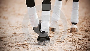 The legs of a black horse galloping across a sandy arena, wearing boots and white bandages. Sports equestrian equipment