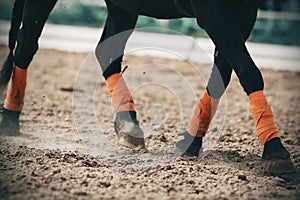 The legs of the black pony are tied with orange windings