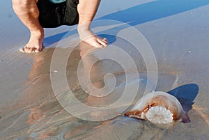Legs of a boy crouching down to look at a jellyfish on the beach