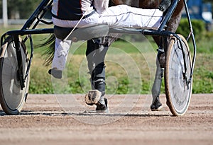 Legs of a brown trotter horse and horse harness. Harness horse racing in details.