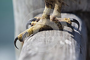 Legs and claws of an eagle, Galapagos