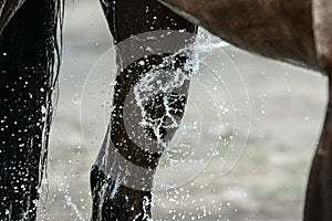 Legs of dark bay sport horse during washing