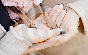 Legs of dwarf dog in hands couple in love. Childfree Concept photo