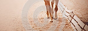 The legs of a fast sorrel horse, trotting through the arena, which hooves treading on the sand in a dressage competition.