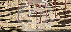 Legs of a flamingo