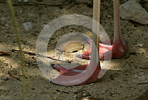 The legs of flamingos are long and slender and end in three toes that are joined together by a membrane.