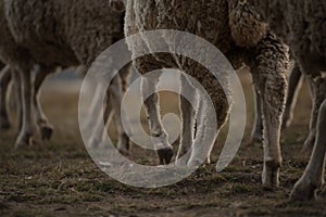 Legs of flock of African Merino sheep