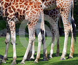 Legs of Giraffe close up Giraffa camelopardalis