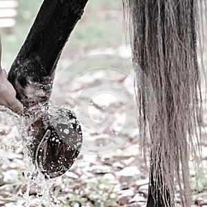 Legs of gray sport horse during washing