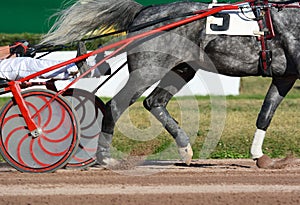 Legs of a gray trotter horse and horse harness. Harness horse racing in details.