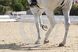 Legs and hoofs of a mare in a dressage grand prix test