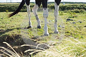 Legs of horse in a field with green grasss