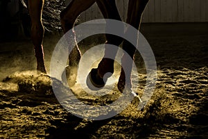 Legs of a horse training in the dust