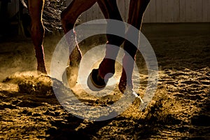 Legs of a horse training in the dust