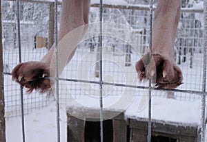 Legs of a husky dog in the kennel sits on a lattice fence, climbed up