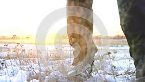 Legs of a man in black boots walking in the snow in the setting sun