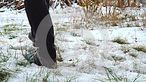 Legs of a man in black boots walking in the snow in the setting sun