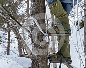 Legs of a man climbing a tree with pole climbers on his feet. Winter.