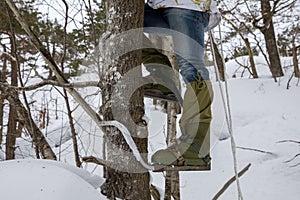 Legs of a man climbing a tree with pole climbers on his feet. Winter.