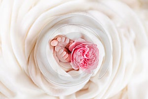 Legs of a newborn girl with a rose on a white background