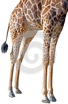The legs of a rothschild giraffe