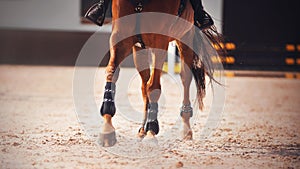 The legs of a sorrel horse, treading on the sand in the arena with its hooves and kicking up dust with them. Equestrian sports.