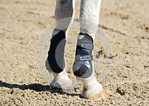 Legs of a sports horse. Equestrian sport in details