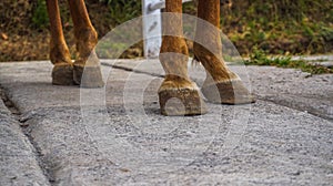 the legs of a standing horse are brown