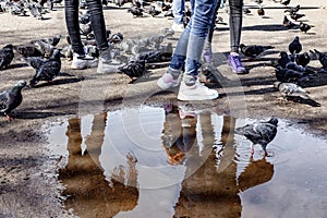 Legs of three girls in tight jeans on the background of puddles, asphalt and feeding pigeons in town square, modern fashion, girl