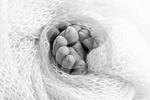 Legs, toes, feet and heels of a newborn baby. Wrapped in knitted blanket. Black and white photo.
