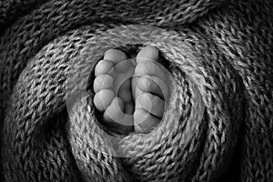 Legs, toes, feet and heels of a newborn baby. Wrapped in knitted blanket. Black and white photo.