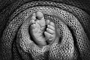 Legs, toes, feet and heels of a newborn baby. Wrapped in a knitted blanket. Black and white photo.