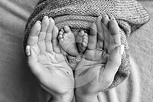 Legs, toes, feet and heels of a newborn. With the hands of parents, father, mother gently holds the child's legs.