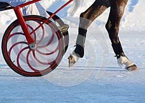 Legs of a trotter horse and horse harness. Details.