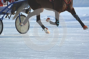 Legs of a trotter horse in motion. Horse racing. Details.