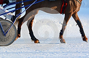 Legs of a trotter horse winter. Details.