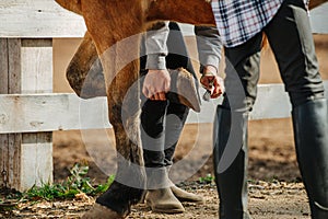 Legs of two people and one horse. Person cleaning hoof with a brush