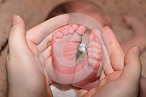 The legs of a two-week-old baby are in the hands of a mother. The palms of a woman and the feet of a child, the love and