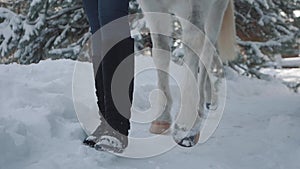 Legs of unrecognizable girl walks with white horse in winter path. Young woman leading her horse. Young positive farmer