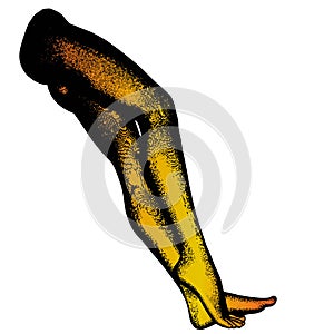 Legs yang woman - 3D greed vector cartoon